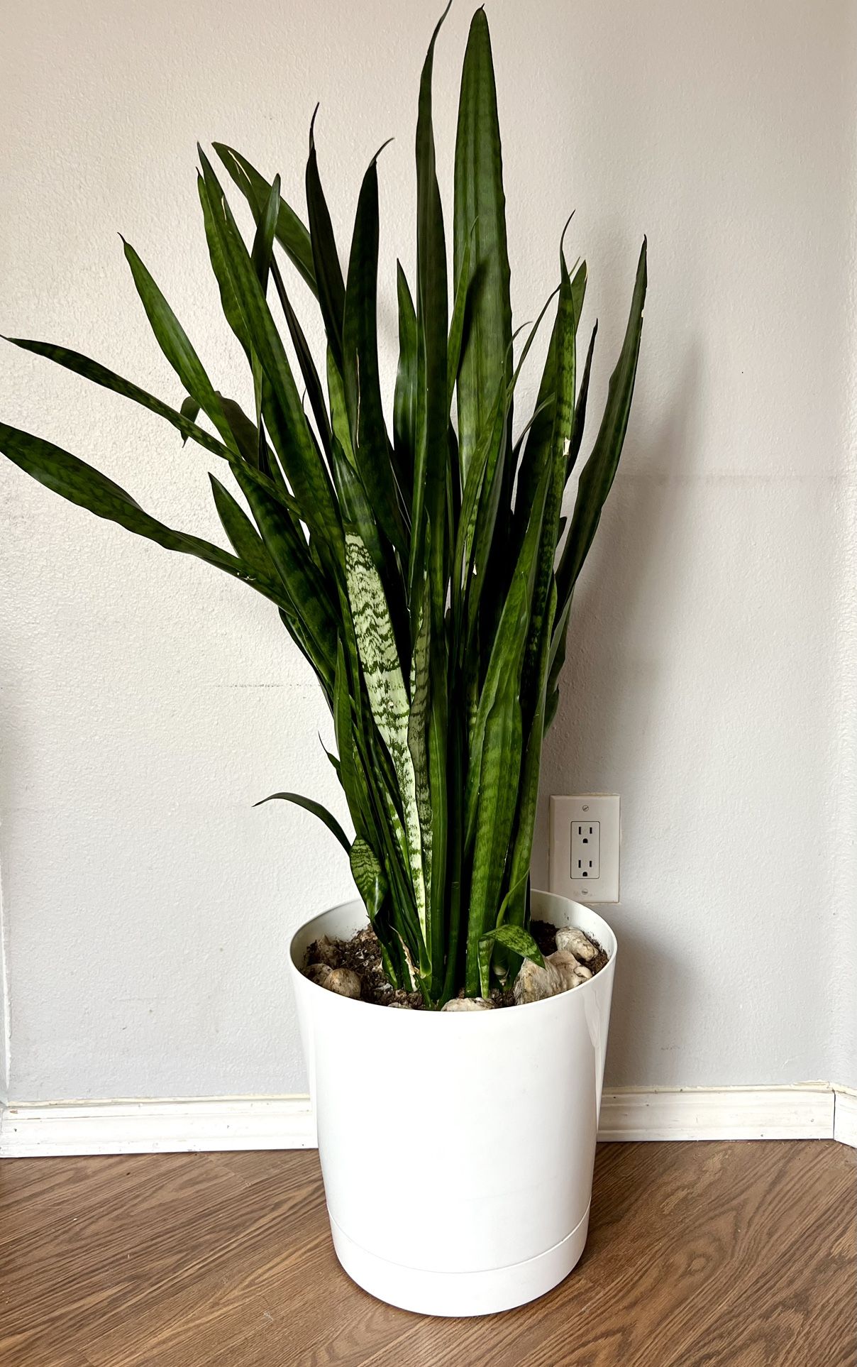 Snake Plant + Modern Planter Tall Healthy Plant Moving Sale ๐ฟ