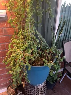 Last Chance To buy some plants