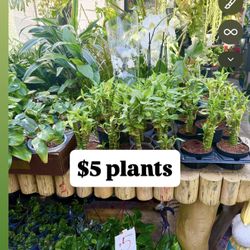 Plants Sale🌿$5