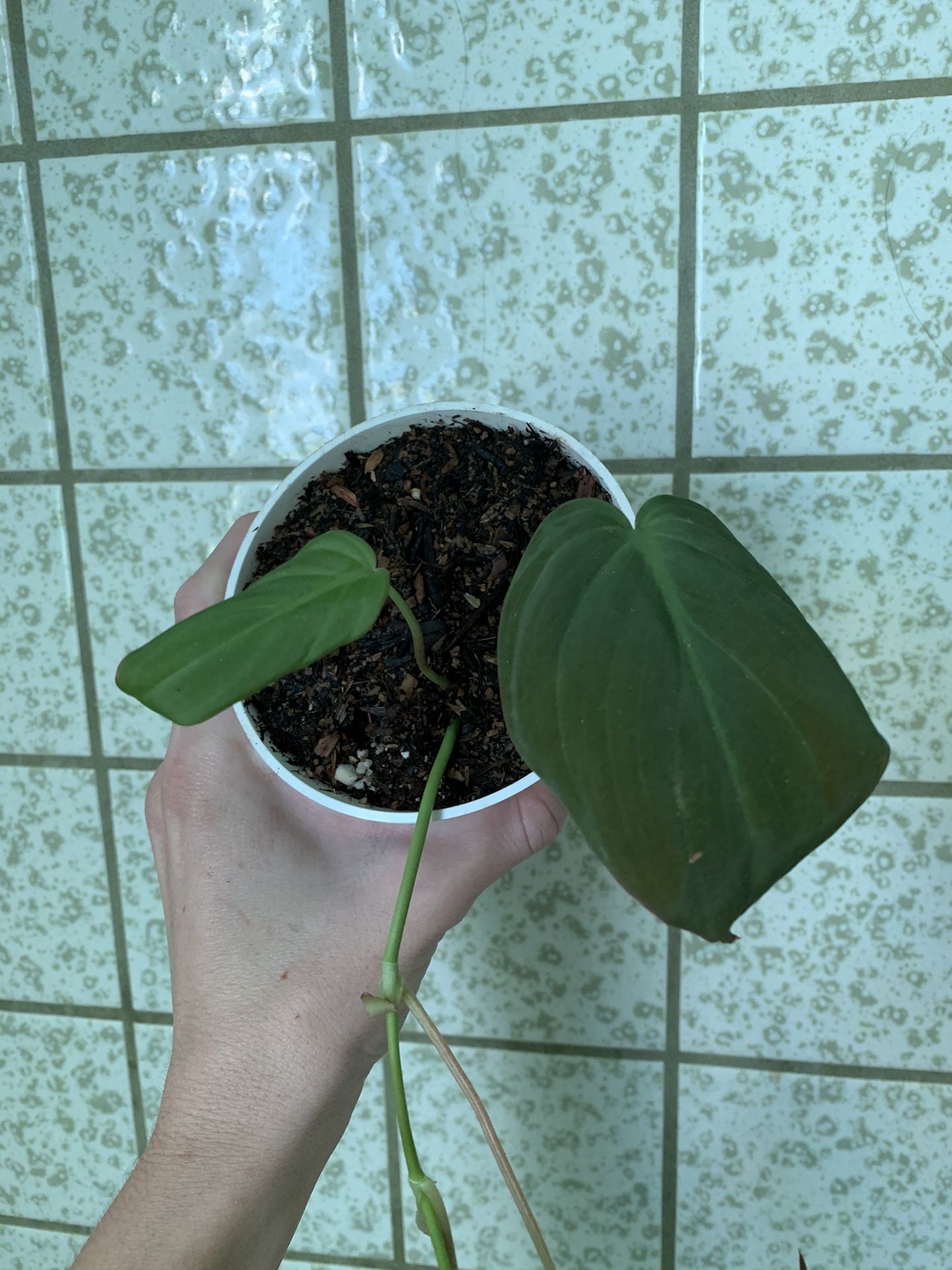 Philodendron Micans Plant