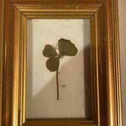 Vintage Lucky Four leaf clover Real in frame 3x4