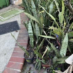 Snake plants and banana tree