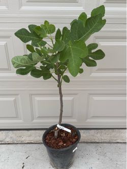 Black Mission Fig