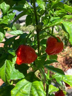 Fruiting Insanely Hot Carolina Reaper Spicy 🌶️ Peppers Chili Pepper Veggie Vegetable Garden around 3 FT Tall