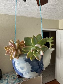 Hanging Tea pot succulent
