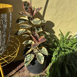 Ficus elastica tineke Tree