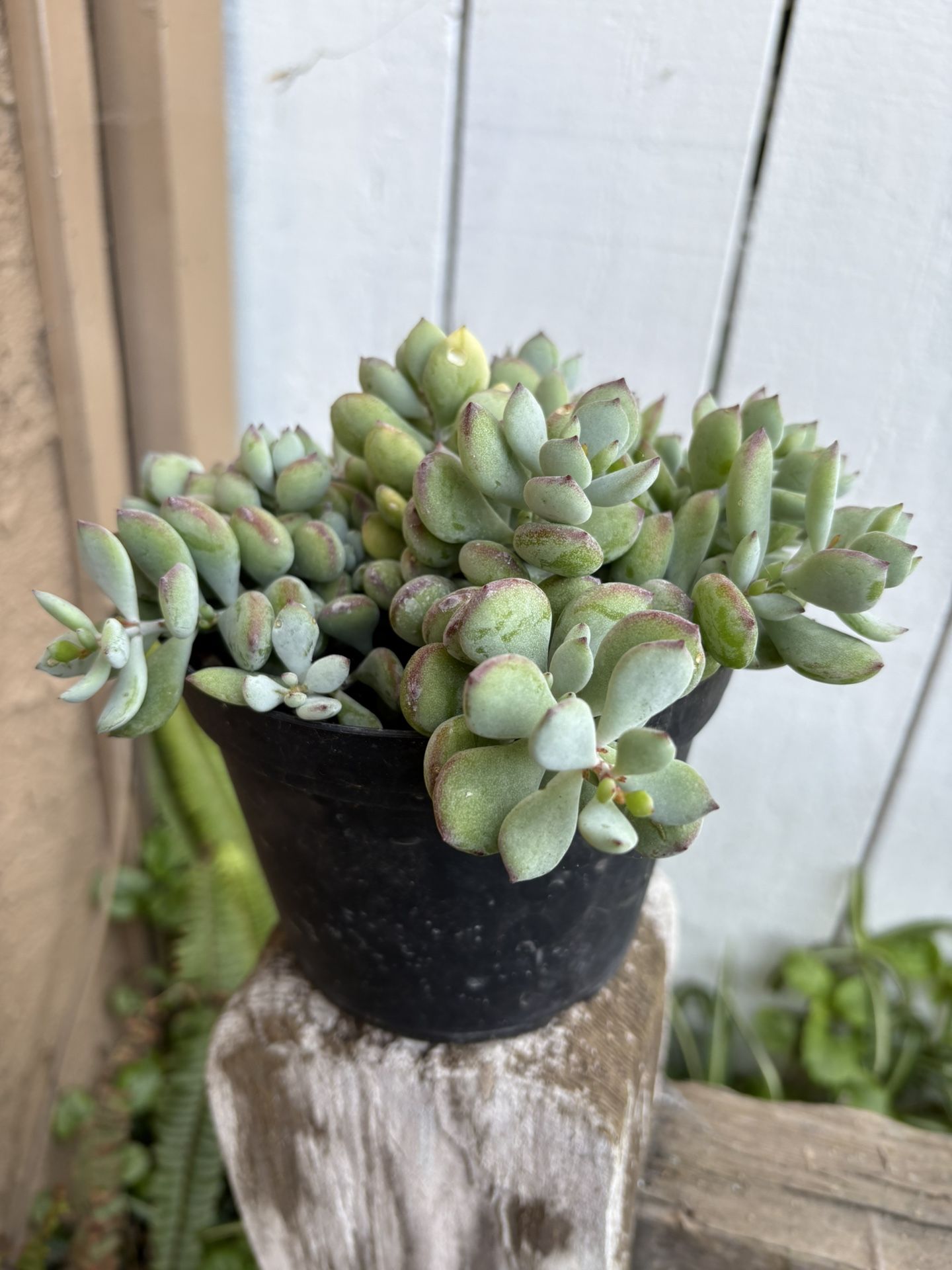 Succulents Cotyledon Pendens