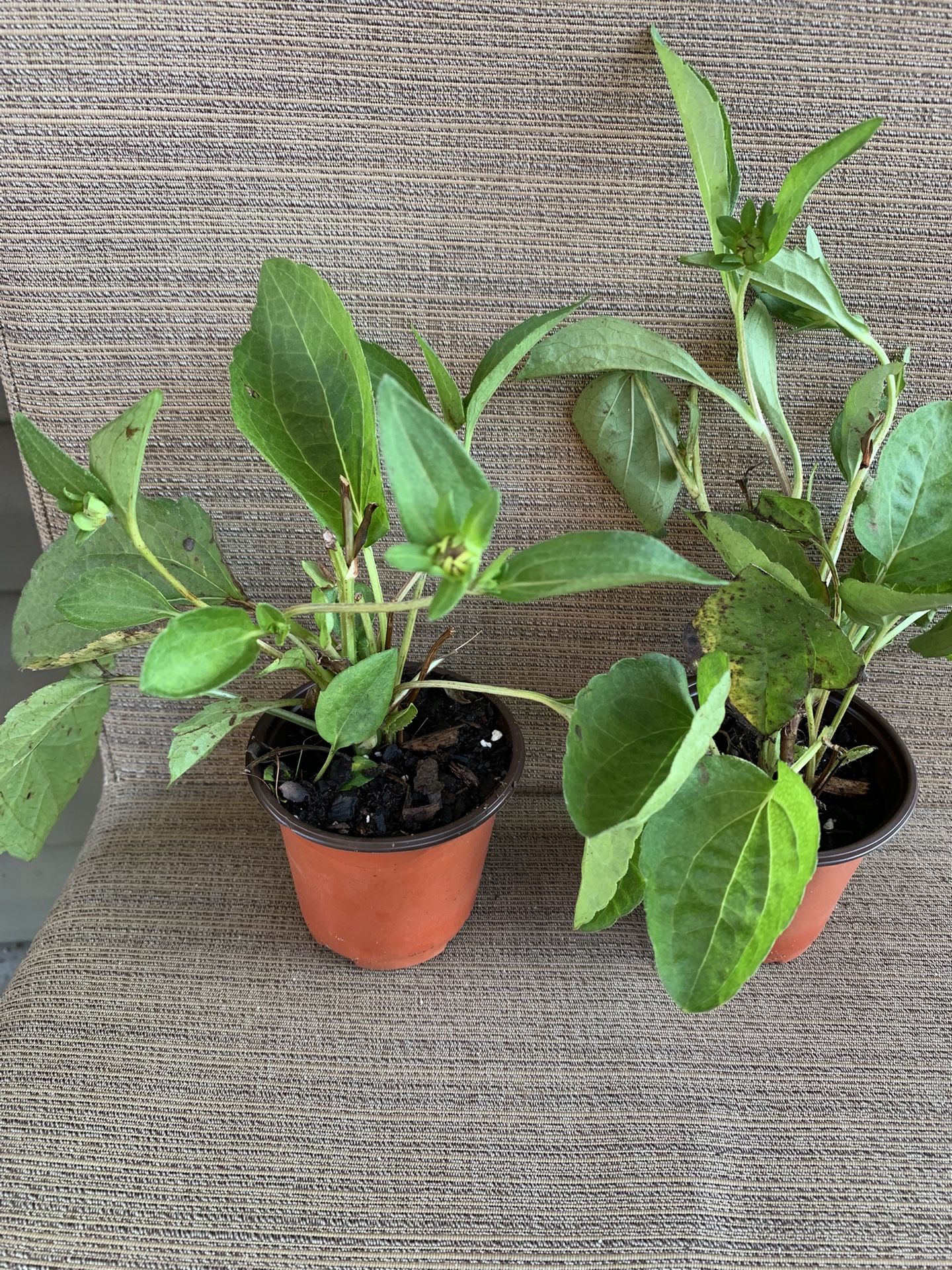 2 Pots Of Black Eye Susan Plants, Perennial Comes Back Each Year, Carefree Maintenance, Have Bright Yellow Flowers, Loves So N To Semi Shade