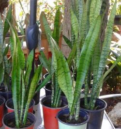 Snake Plants