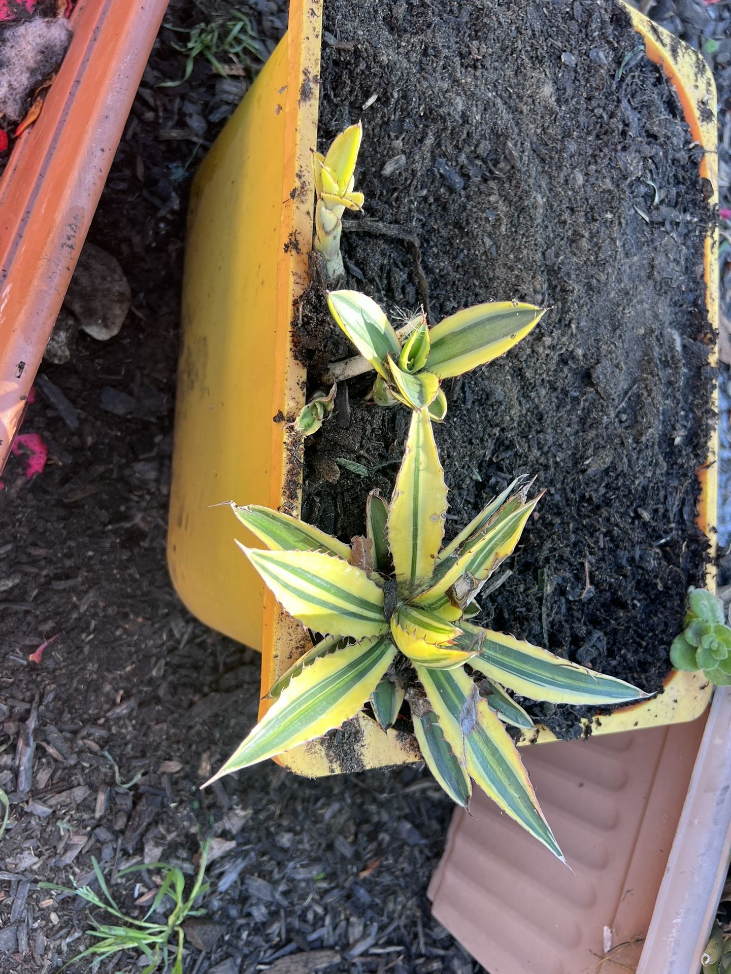 Agave Lophanta 'Quadricolor'
