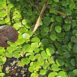 Floating Plants - Frogbit
