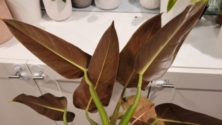 Philodendron Tuxtlanum 'Red Queen' for Sale in Santee, CA - OfferUp