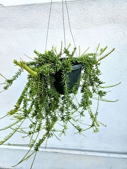 Rhipsalis Mesembryanthemoides