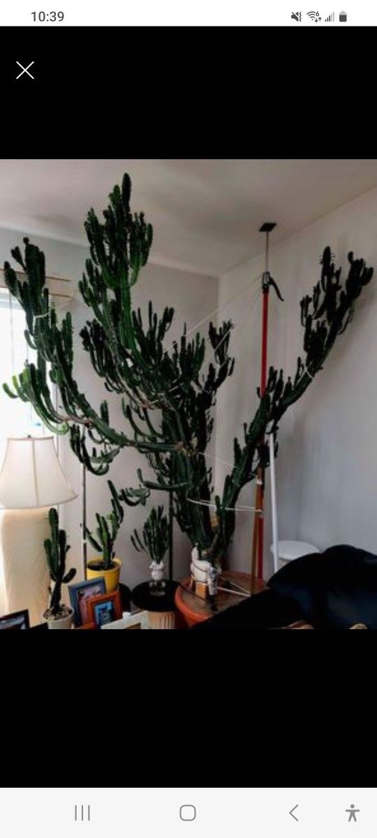 33" Live Healthy rooted Euphorbia Trigona Candelabra Cactus