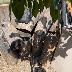 Eucalyptus dry logs