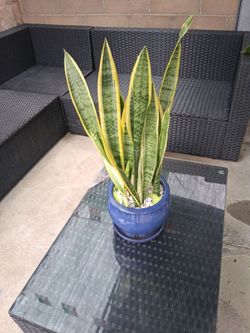 Snacke plant (ceramic pot)