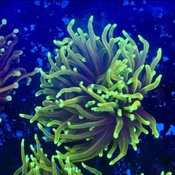 Dragon Fire Torch Display Decor