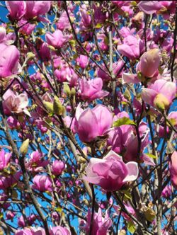 Pink   Magnolia   Tree