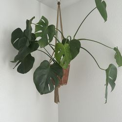 monstera plant 
