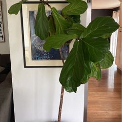 Fiddle Leaf (Ceramic Pot Not Included)