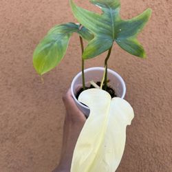 Philodendron Florida Ghost Rooted Plant 