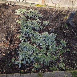 Lambs Ear Plants Free (YOU Dig)