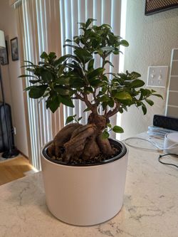 18 inch Ginseng Ficus Bonsai