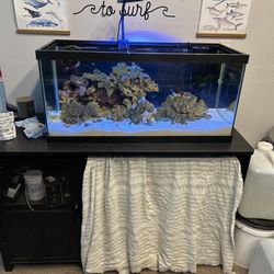 40 Gallon Saltwater Tank Setup