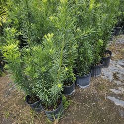 Podocarpus About 4 Feet Tall