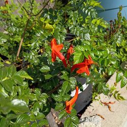 Plants for sale $7