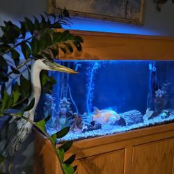 90 Gallon Aquarium South Stand,  Include Plecostomus And 2 Goldfish