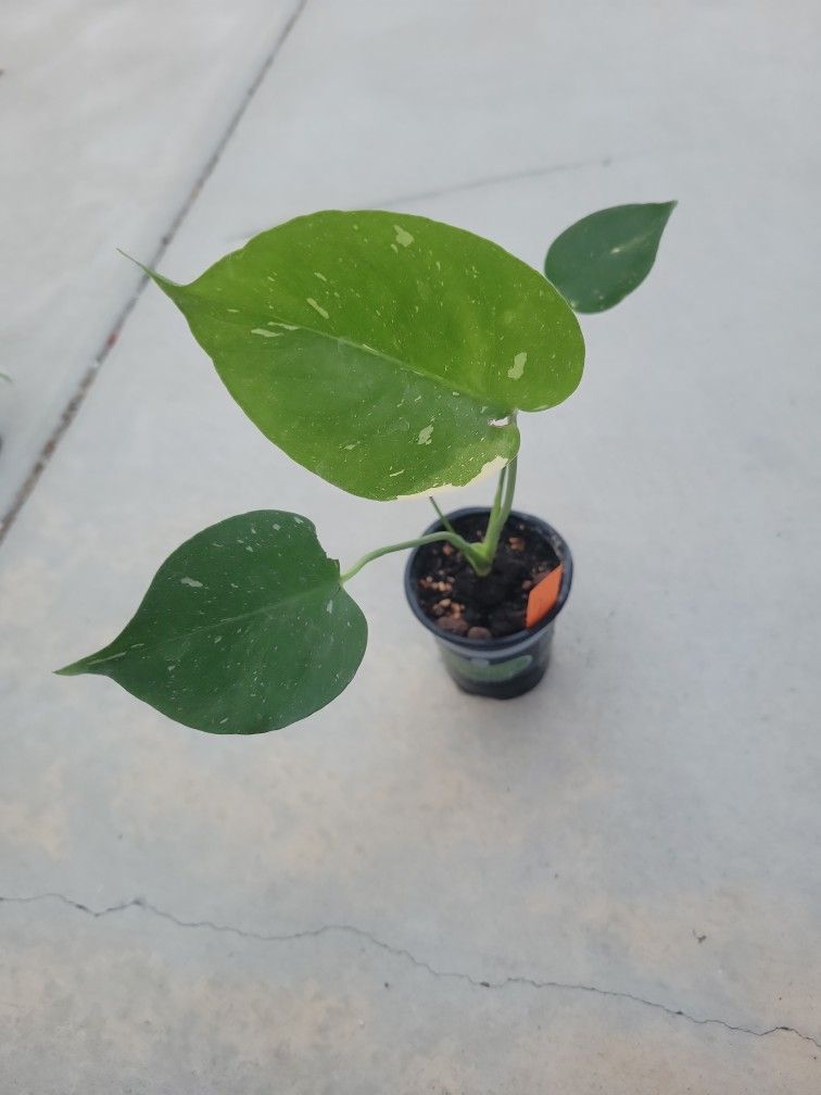 Monstera Thai Constellation