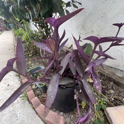 Purple plant