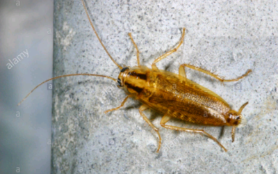 German Cockroach Specialist Please see my other offers!
