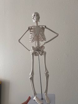 Mini Anatomy Skeleton Model – Study Aid / Desk Decor