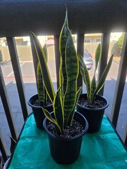 Multiple Snake Plants