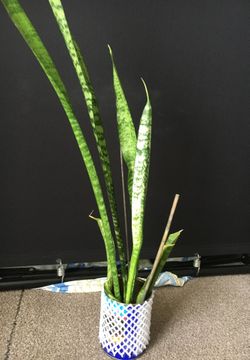 In and outDoor Plant