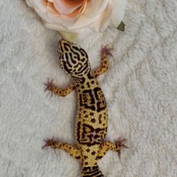 Reptile tank 