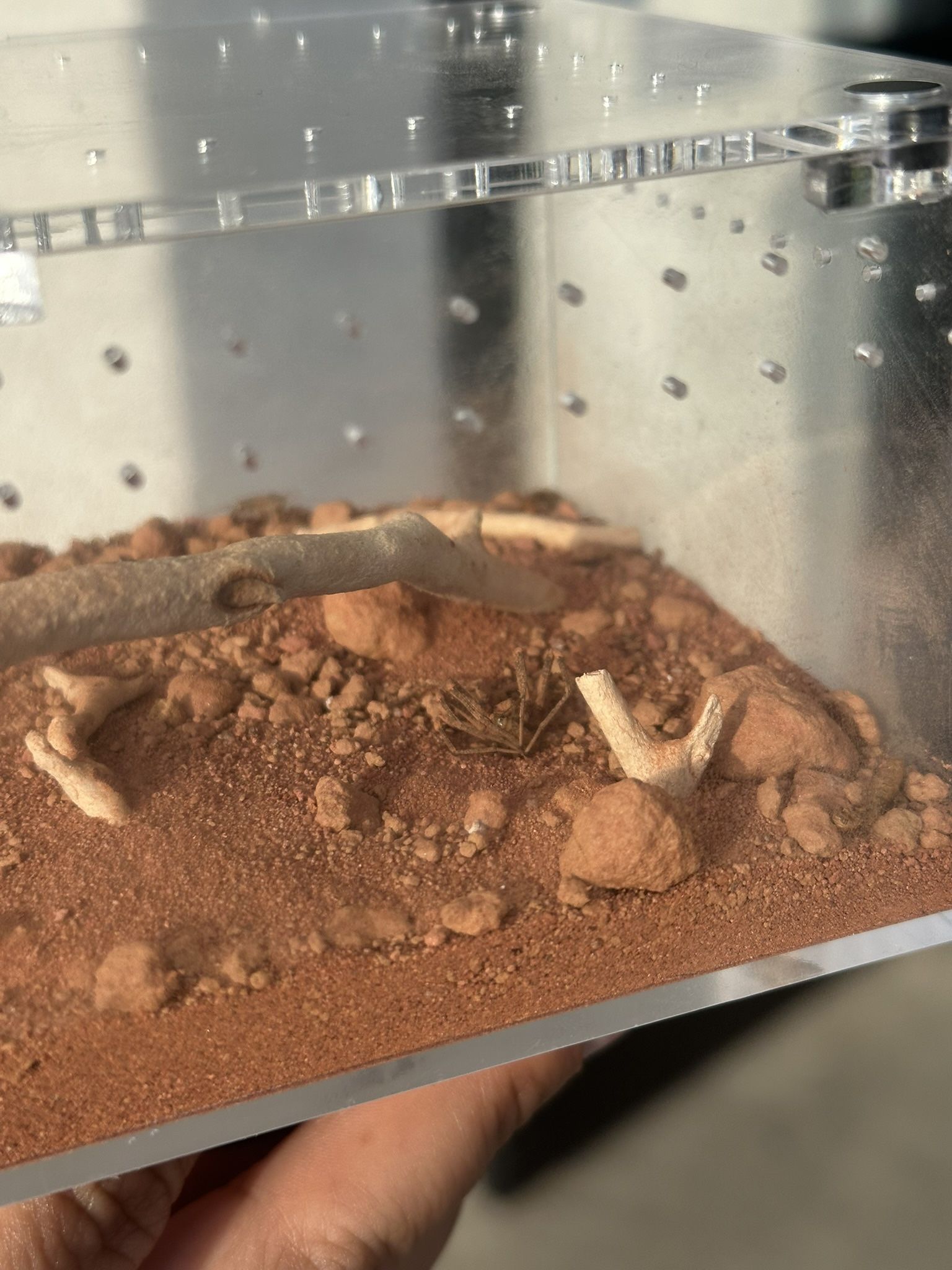 Enclosure For Sand Spider