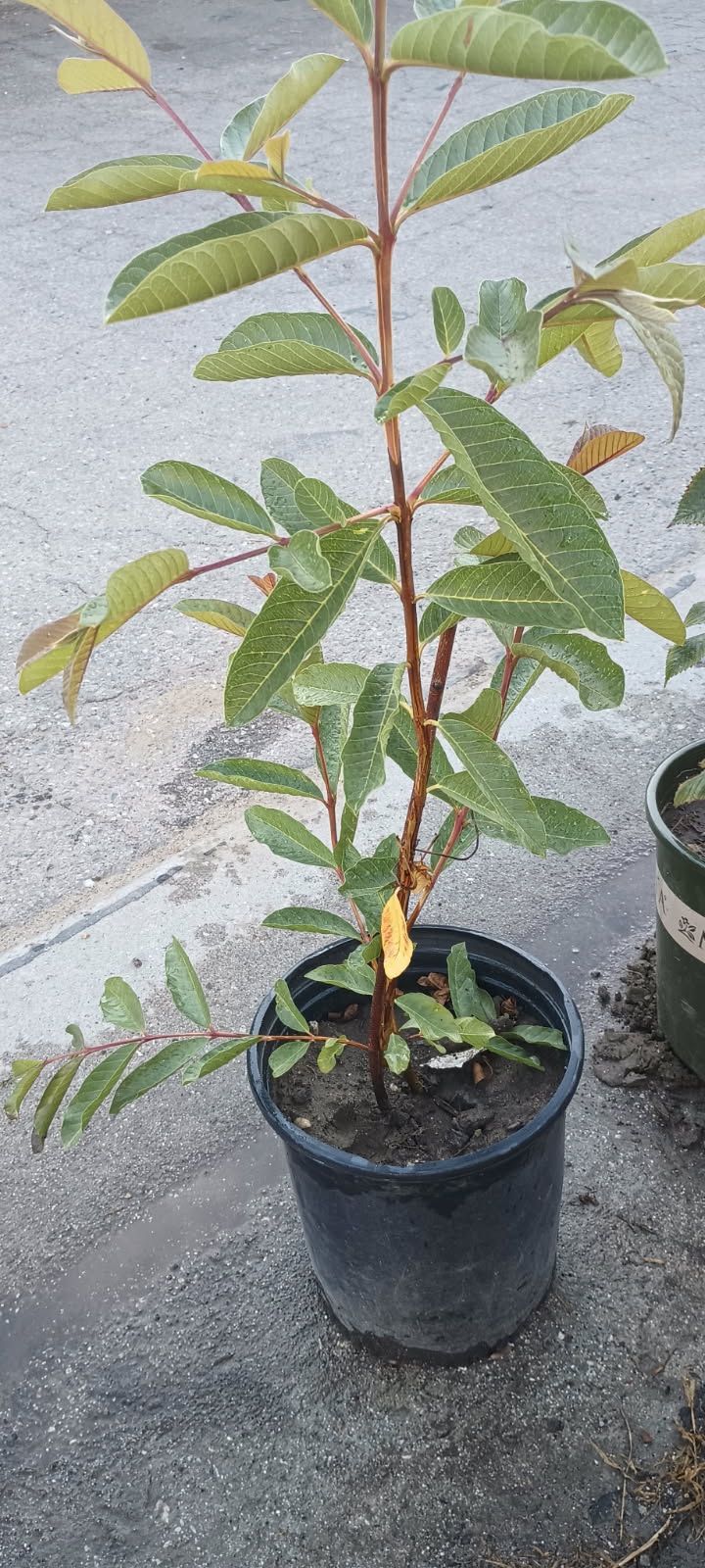 Pink Guava Plant