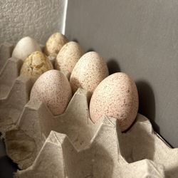 Turkey Fertile Eggs