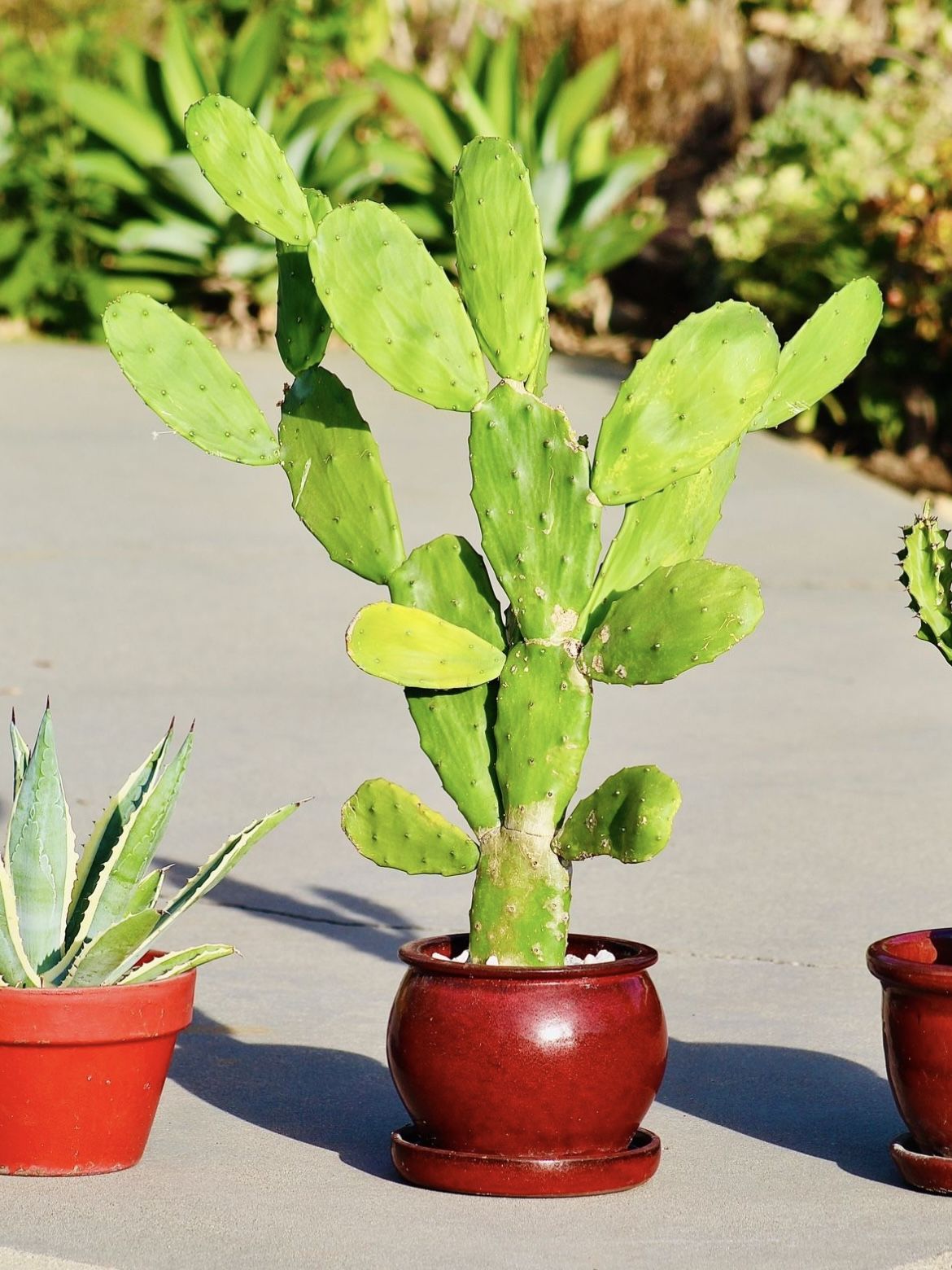 Prickly Pear In A Ceramic Pot