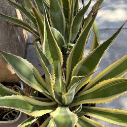Agave Americana Plants