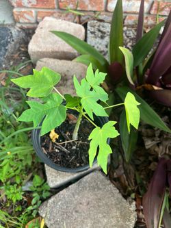 Young Papaya Tree Seedling in Pot