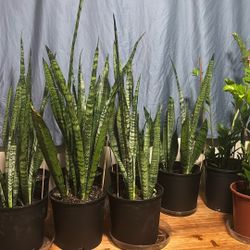 Sanciviera  Or Snake Plant