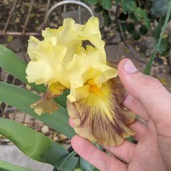 Blooming iris "Songs With Frogs"