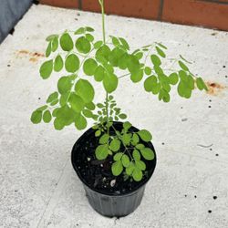 Moringa Seedling 