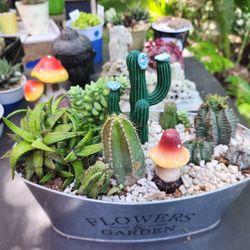PLANT SALE. SAT AND SUNDAY IN SAN LORENZO 