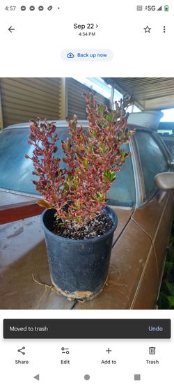 Planta rojisa 1g