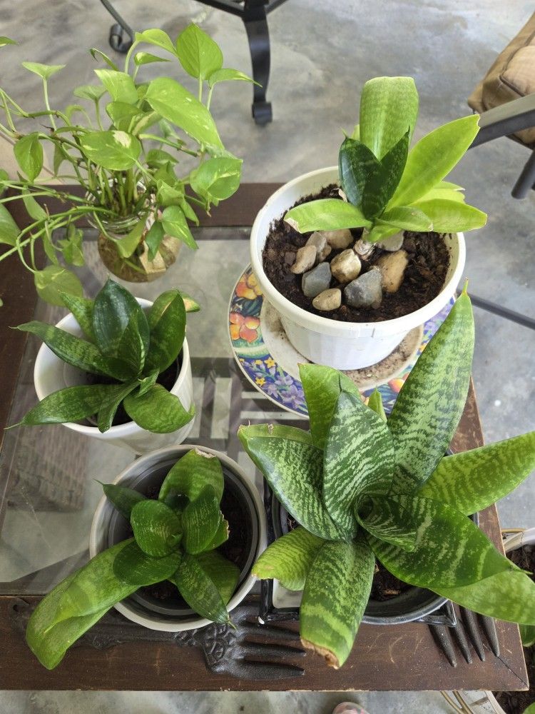 Plants
